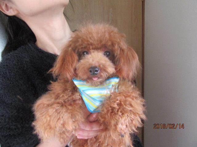 トイプードルティーカップ