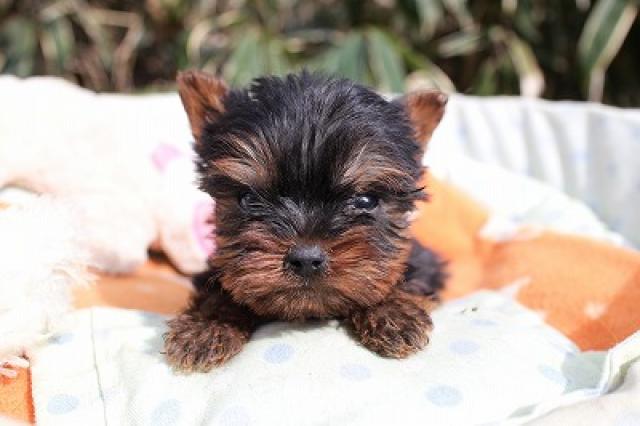 ヨークシャーテリア