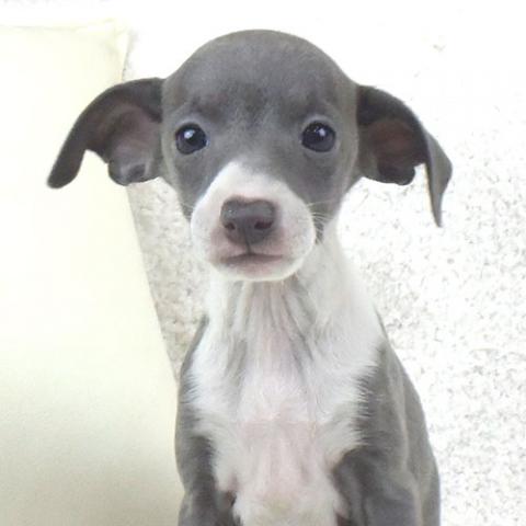 イタリアングレーハウンド