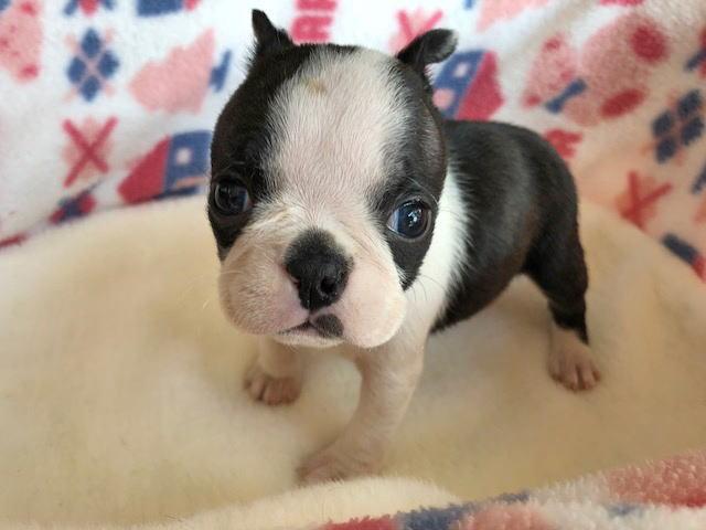 ボストンテリア