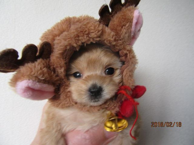 トイプードルティーカップ予想