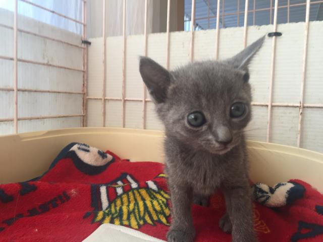 ロシアンブルー