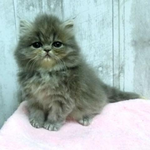 エキゾチックロングヘアー