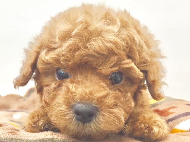 トイ・プードル（タイニーサイズ）