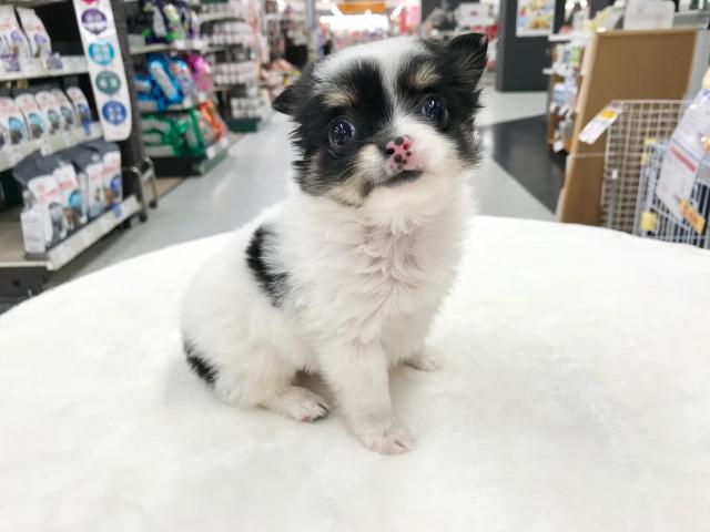 チワワ（ロングコート）