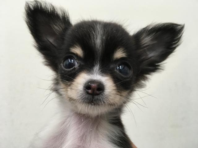 ディスワン相模大野店 神奈川県 子犬や子猫たちのペット販売情報が満載 ペットステーション