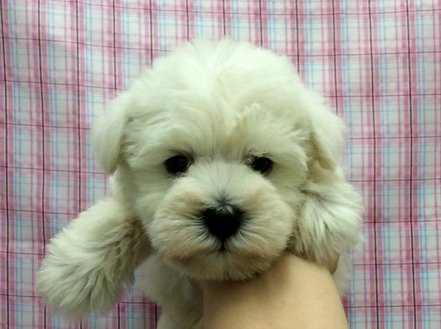 ミニチュアシュナウザー