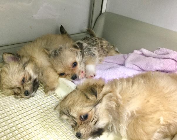 チワワ（ロングコート）