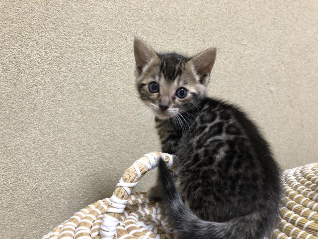 ベンガル