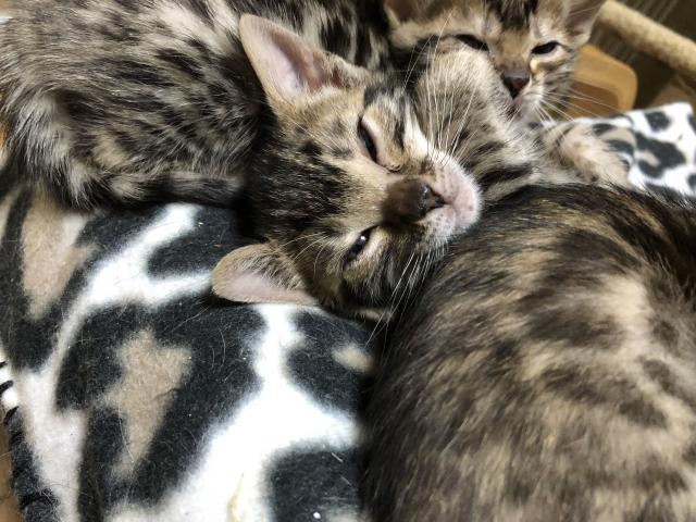 ベンガル