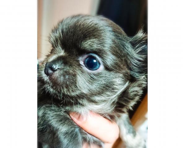 チワワ(ロングコート)