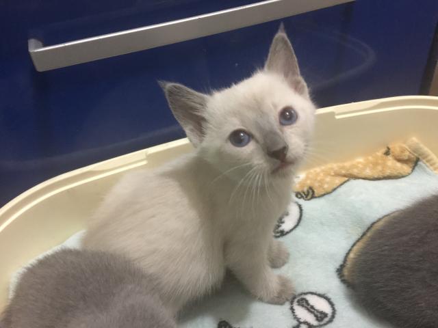 ロシアンブルー