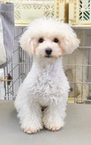トイプードル