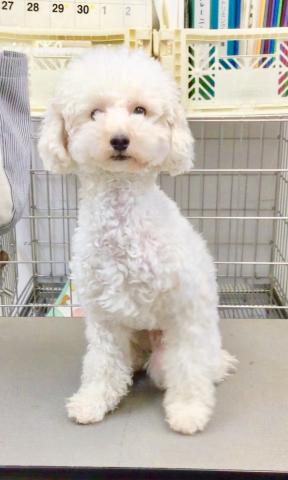 トイプードル