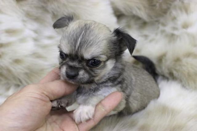 チワワ（ロングコート）