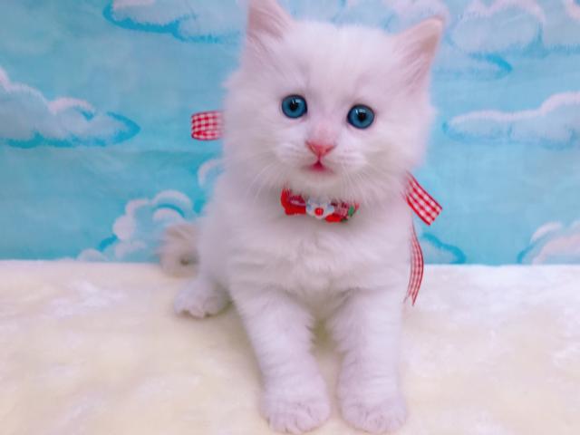 ノルウェージャンフォレストキャット