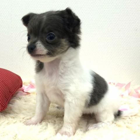 チワワ(ロングコート)