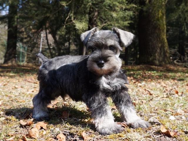 ミニチュアシュナウザー