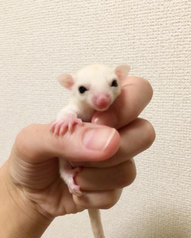 フクロモモンガ   リューシ