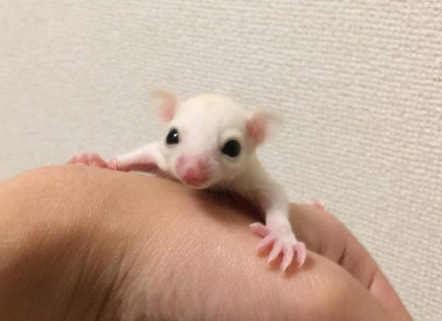 フクロモモンガ   リューシ