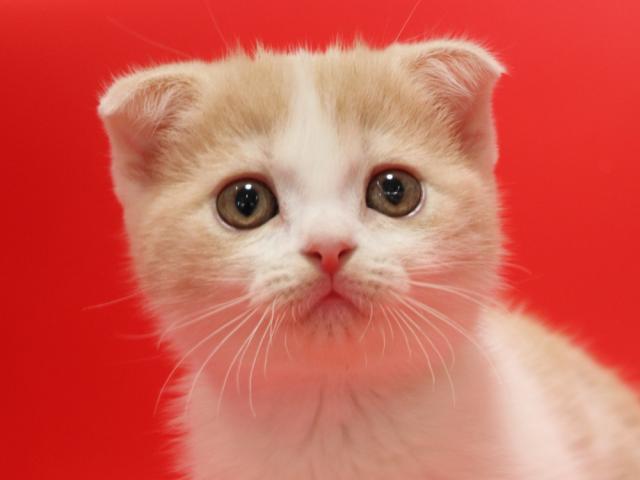 スコティッシュフォールド