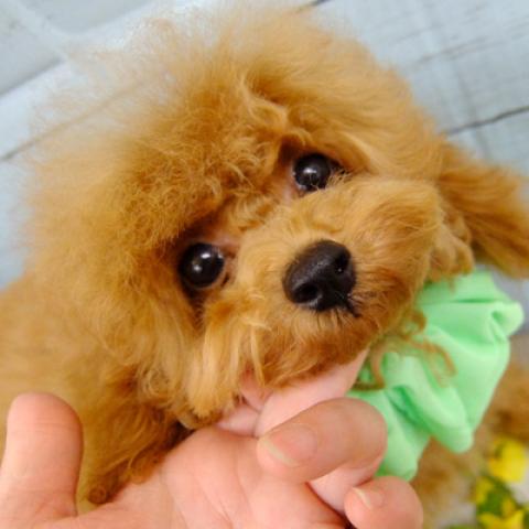 トイプードル