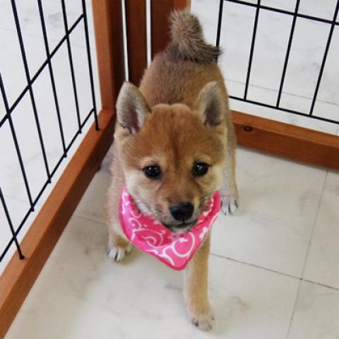 豆柴