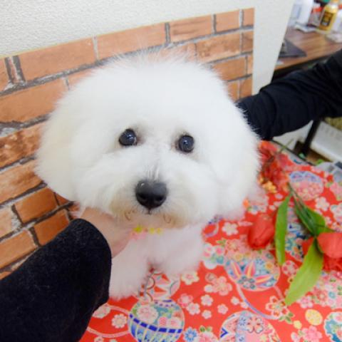 ビションフリーゼ