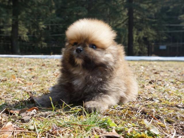 ポメラニアン