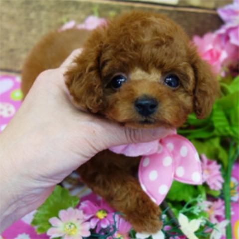 トイプードル