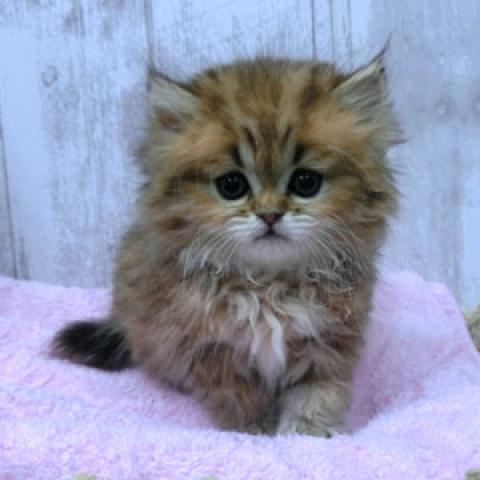 ペルシャ・ヒマラヤン