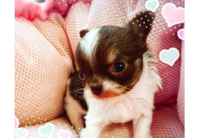 チワワ(ロングコート)