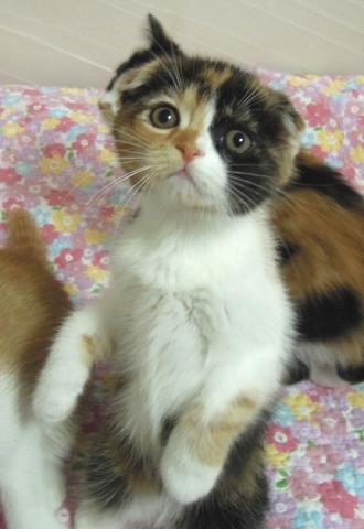 スコティッシュフォールド【折れ耳】