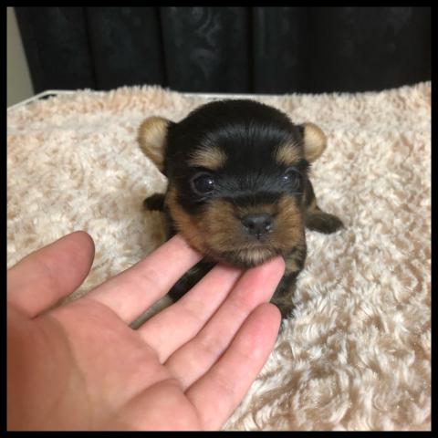 ヨークシャーテリア