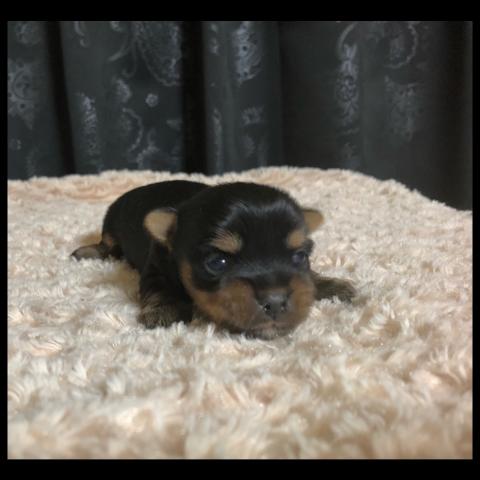 ヨークシャーテリア