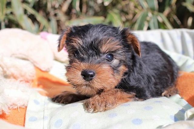 ヨークシャーテリア