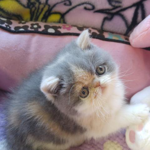 エキゾチックショートヘアー