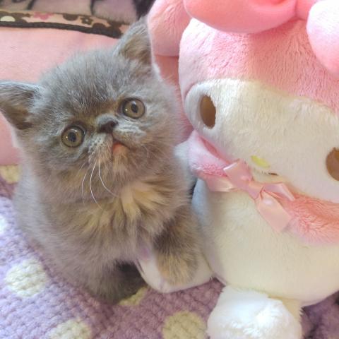 エキゾチックショートヘアー