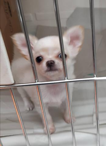 チワワ（ロングコート）