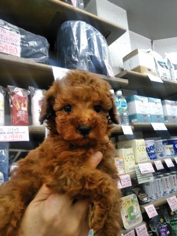 トイプードル