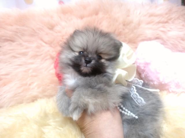 ポメラニアン
