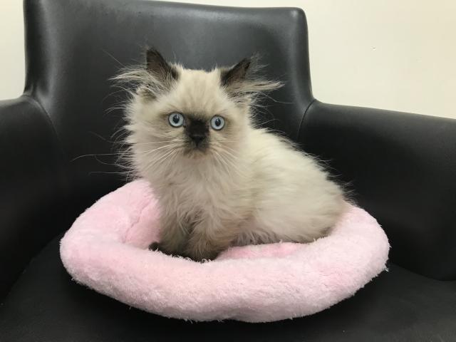 ペルシャ・ヒマラヤン　☆ヒマラヤン