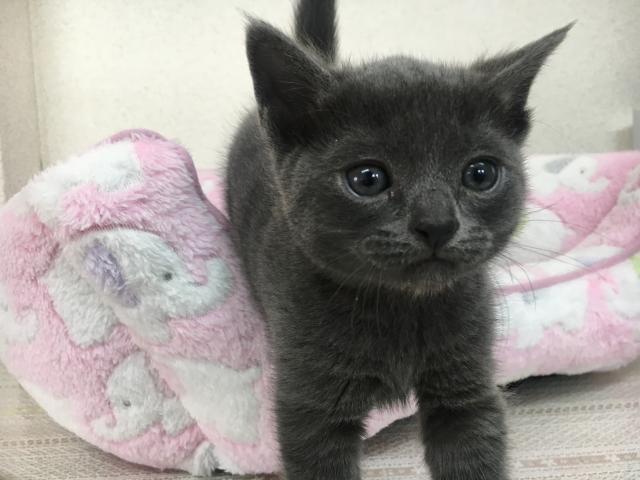 ロシアンブルー