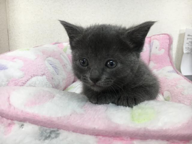 ロシアンブルー