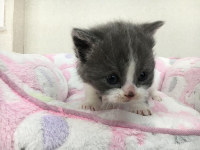 スコティッシュフォールド