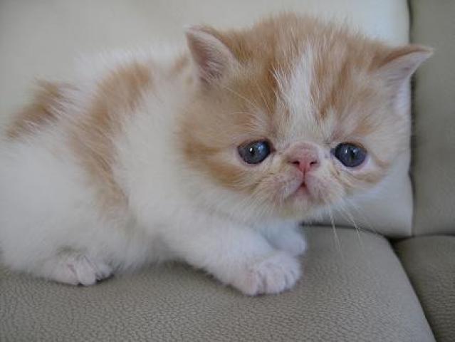 エキゾチックショートヘアー