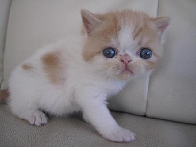 エキゾチックショートヘアー