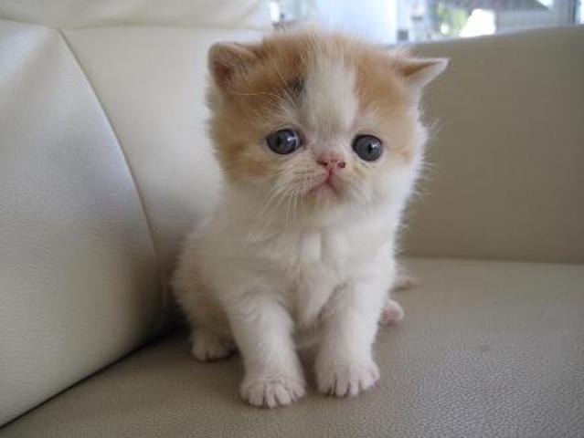 エキゾチックショートヘアー