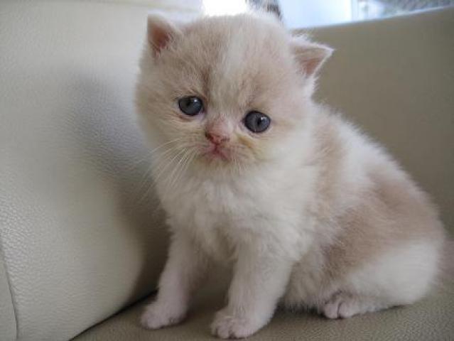 エキゾチックショートヘアー