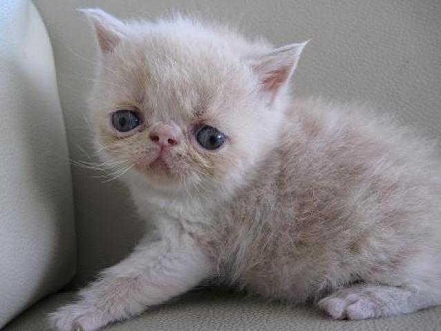 エキゾチックショートヘアー